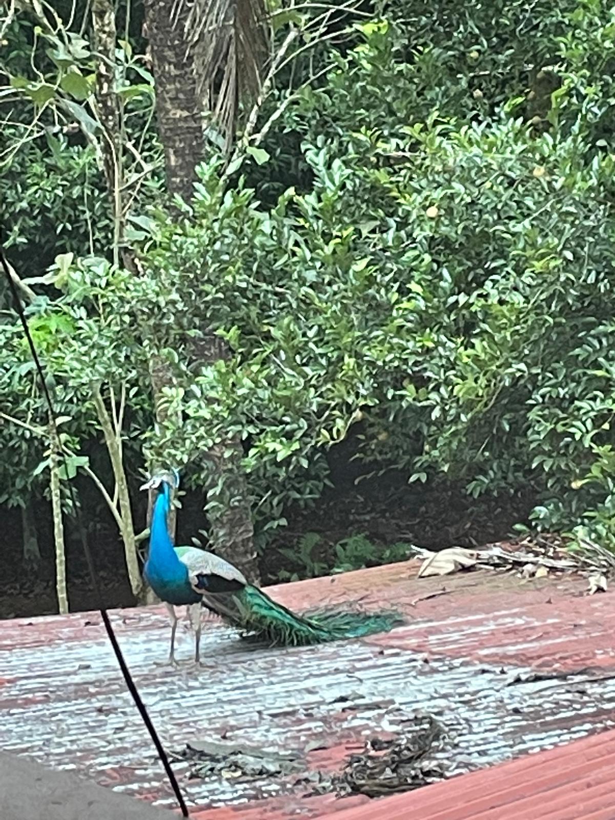 Peacock