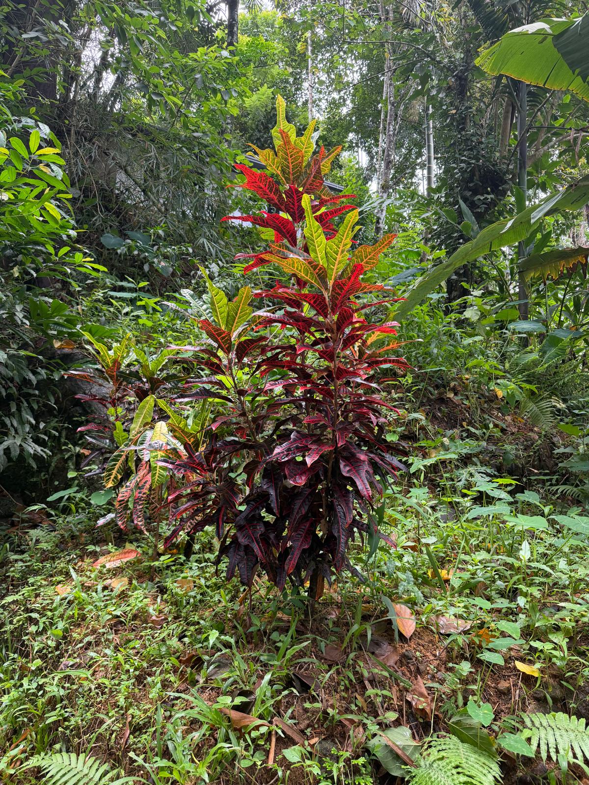 Plants