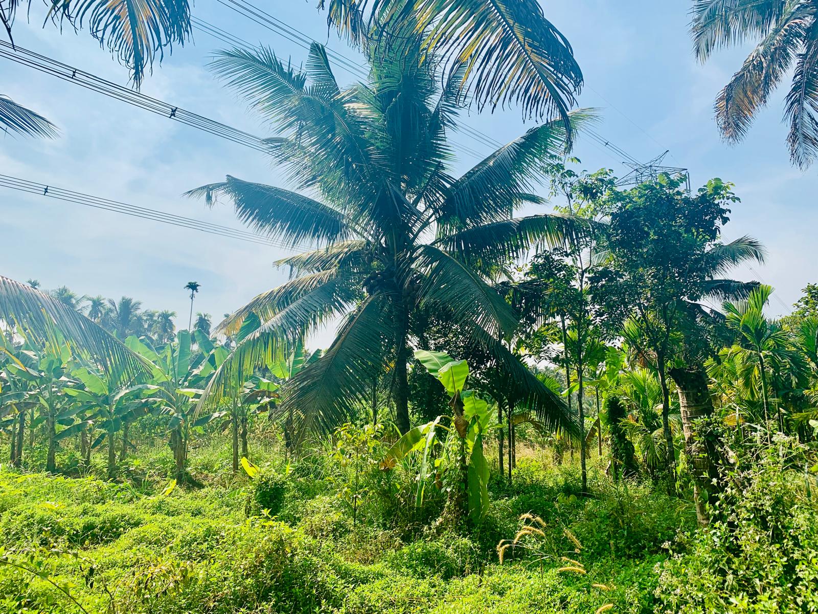 Vegetation